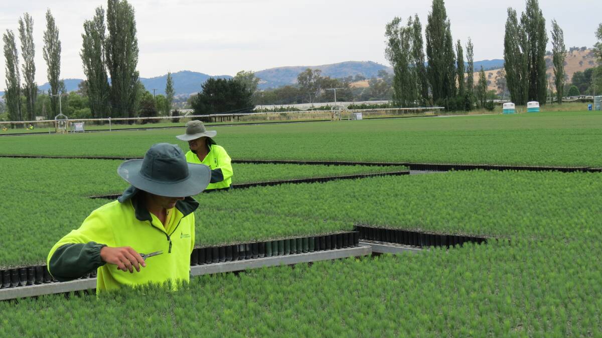 Staff inspecting seedlings at the Blowering Nursery near Tumut ahead of dispatch. There'll be 7.2 million seedlings distributed this season. 