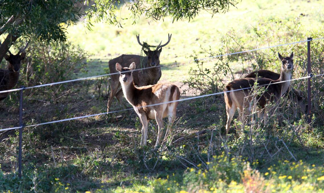 Deer are costing farmers up to $20,000 annually due to reduced stocking rates, while landowners across the state have told The Land they are spending an increasing amount of hours in the paddock fighting off the destructive animal, which some claim is in plague proportions.