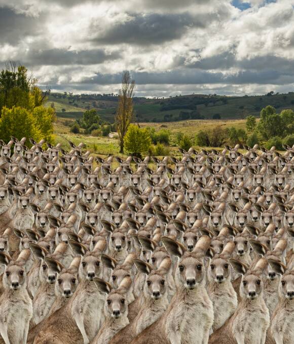NSW producers say roos of “plague proportions” pose a growing hazard through damage to fence lines and crops. (Digitally altered image)