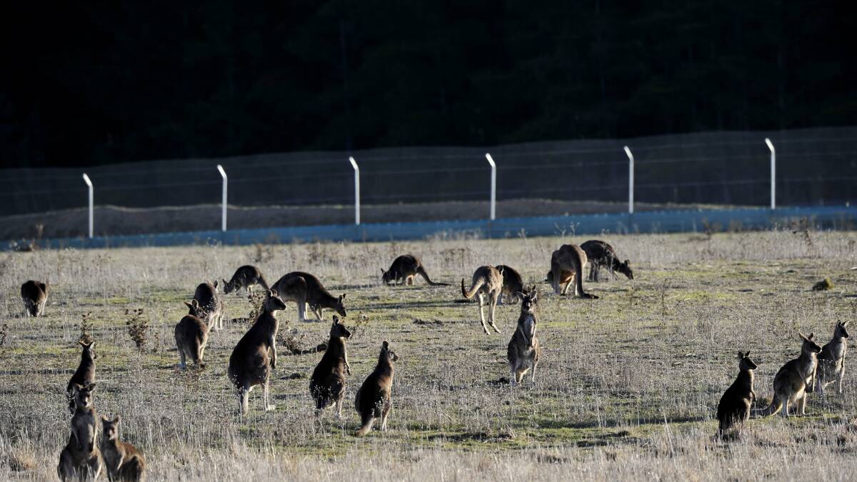 Call for roo cull as numbers explode