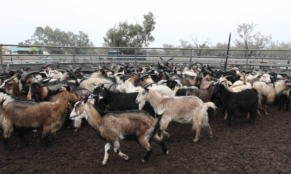 The Department of Primary Industries report, based on figures from the Office of Environment and Heritage 2017 aerial survey of central and western NSW, confirms goat industry observations on the ground.