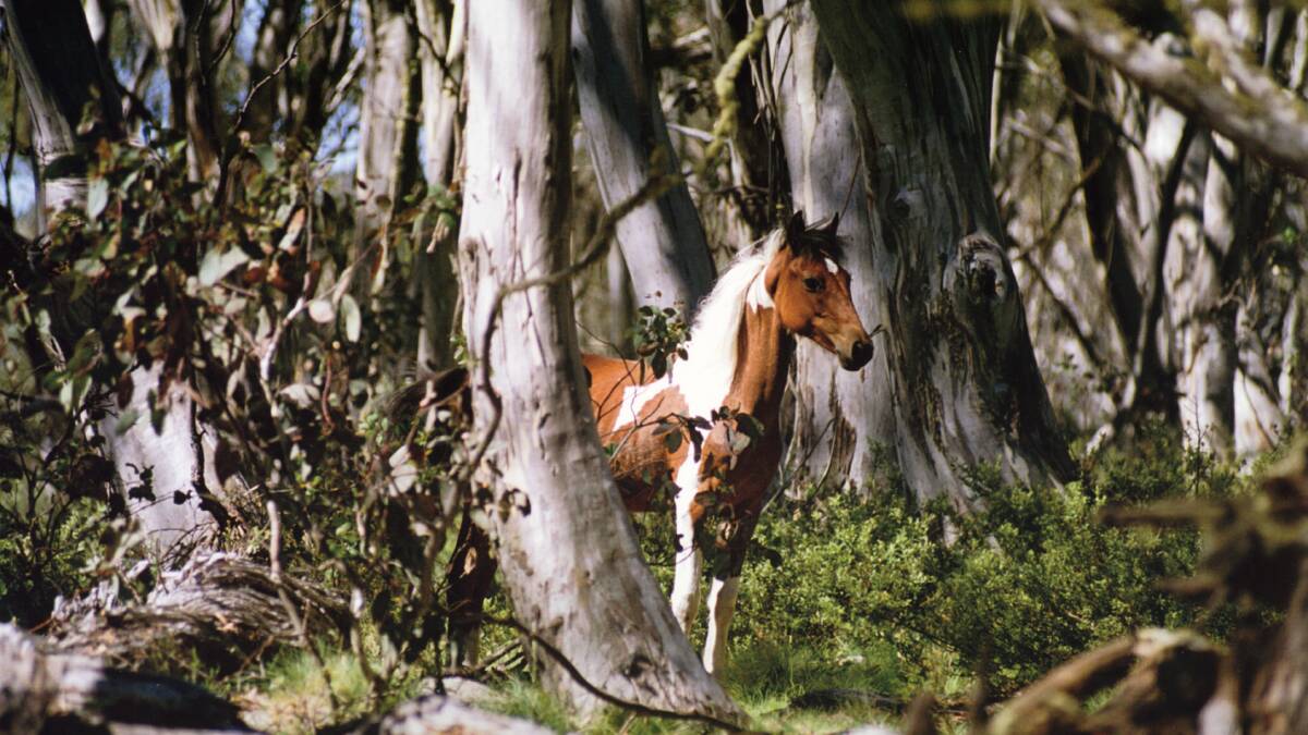 The Land understands hundreds will turn out to protest the Kosciuszko Draft Wild Horse Management Plan in Sydney on Tuesday. 
