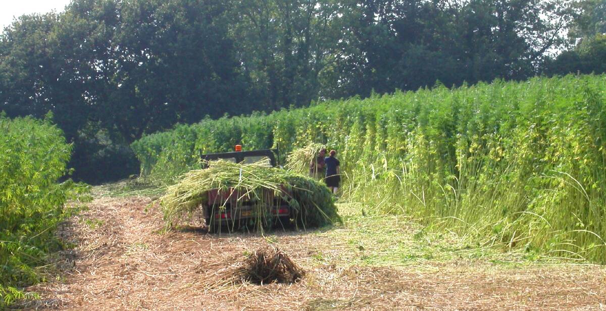A hemp farmer gathers fibre product from his crop. Today, after 15 years' backing from regulators, hemp food has received government approval.