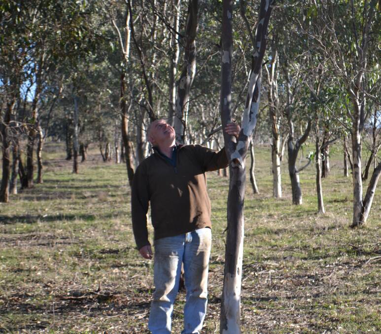 Cumnock farmer Don Bruce, 'Merangle', planted four hectares of River Red Gums in nature corridors to improve biodiversity and fix salinity issues on his land.