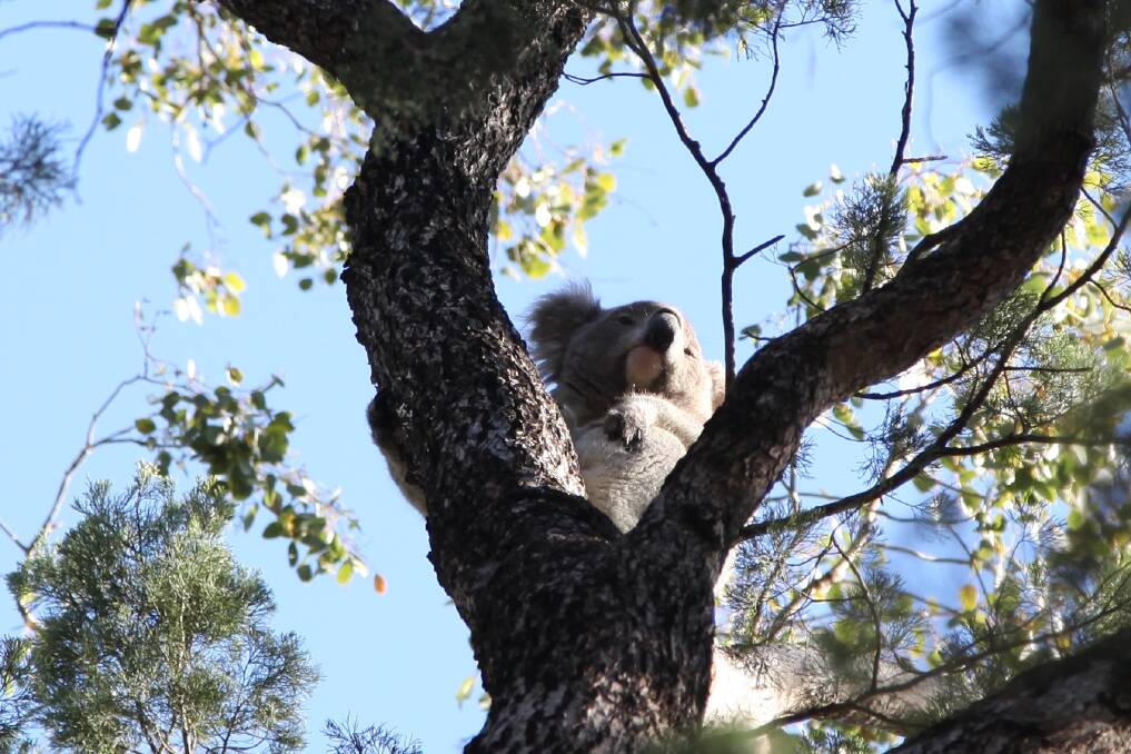 Nationals Party delegates at Broken Hill on Saturday voted to speed up the recommended whole-of-government Koala Strategy. Photo by Kate Ausburn