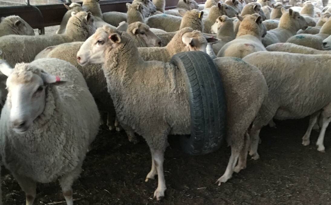 Wagga Wagga accountant and sheep farmer Mick Graham is still not quite sure how his ewe got itself stuck in an old car tyre. The sheep has since been freed. 