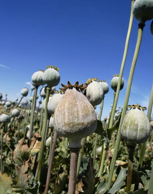 Laws to legalise poppy production are expected to pass through NSW parliament. Photo Peter Sanders. 