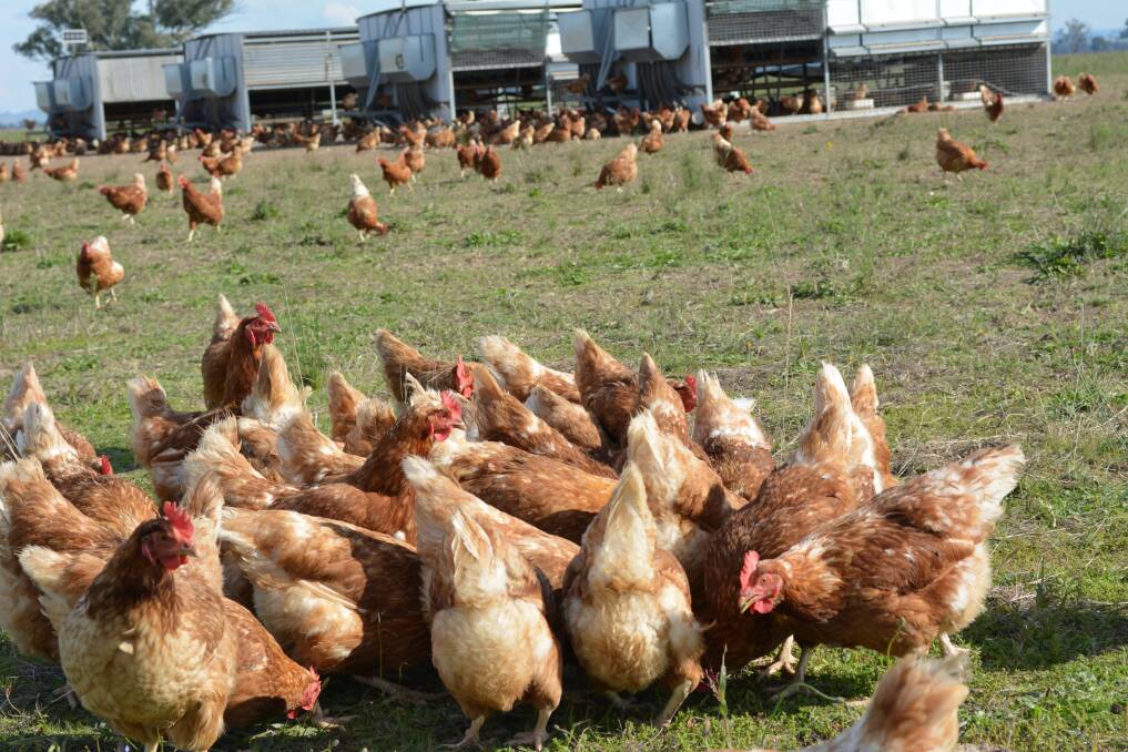 It’s been a big few years for egg and hen welfare issues, with new free-range stocking density and labeling laws coming into play in April.