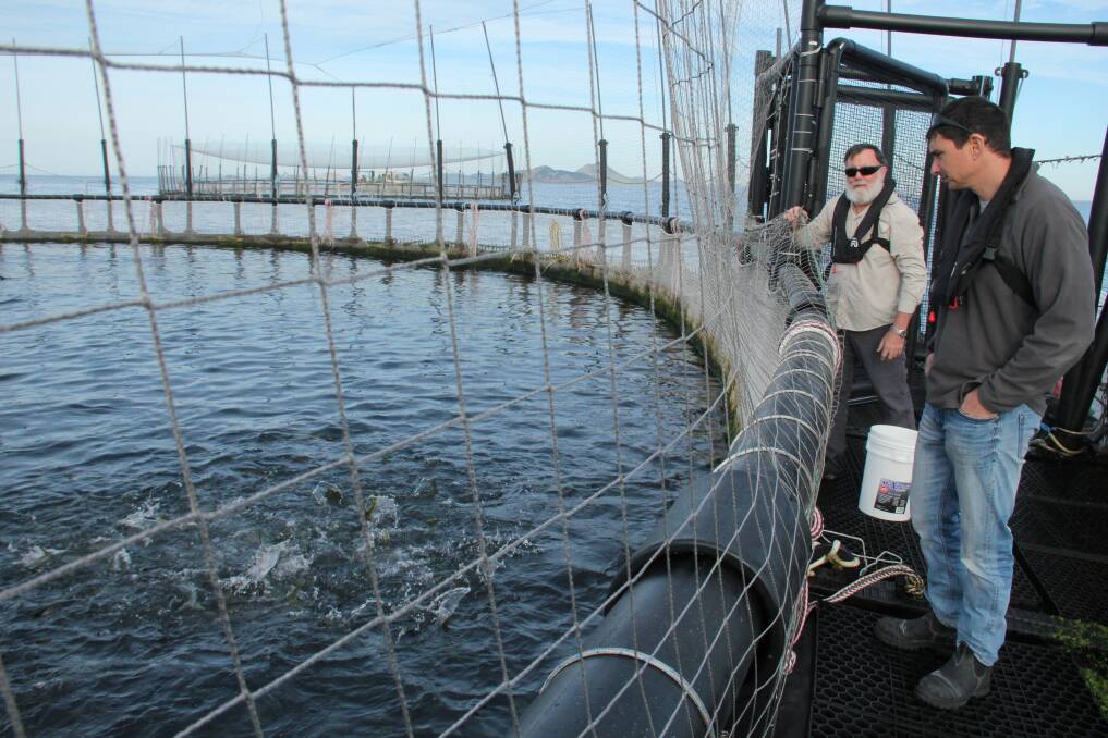 DPI aquaculture policy officer Graeme Bowley and fisheries researcher Dr Igor Pirozzi at the Huon Yellowtail Kingfish trial at Port Stephens. The inaugural harvest will take place around November. Photo by Alex Druce. 