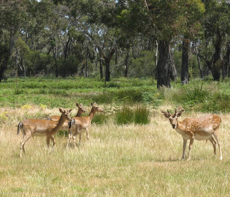Three LLS regions – South-East, Northern Tablelands, and the North West – have said they will push for a region-wide suspension of hunting protections on deer. 