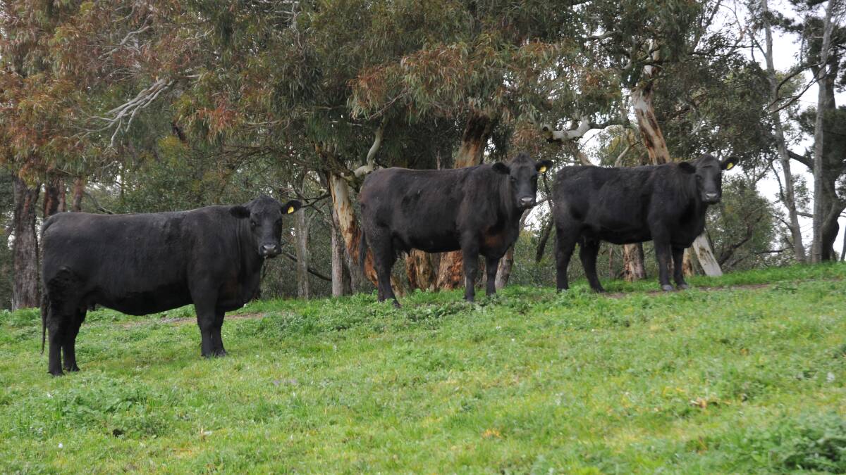 Angus genetics are thought to be the answer for producing better beef quality and higher profits from calves in northern Australian beef herds.
