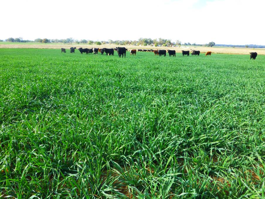 Despite the drought, stored soil moisture over summer, stubble retention, combined with light soil, allowed valuable grazing and fattening over an extended winter grazing period, as shown in this photo taken May 20, 2019.