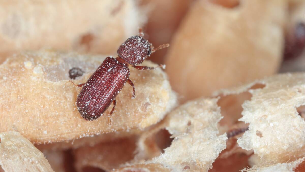 Bio-Gene Technology has announced significant progress in its battle to control the lesser grain borer with its Flavocide insecticide. 