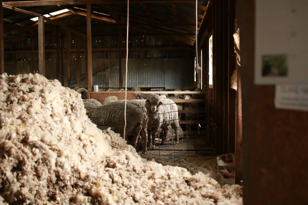As the only nation with any volume of wool to transact, Australia is in the focal seat, however, COVID-19 has all industries unsure of what will happen next.