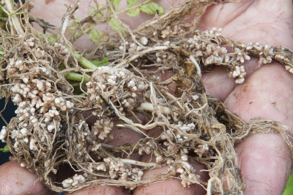 A well nodulated winter legume with its specific rhizobia bacteria strain.