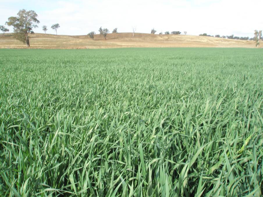 Oats is an option worth considering if subsoil moisture is limited and growing costs need to be kept in check. It has good tolerance against a number of diseases.