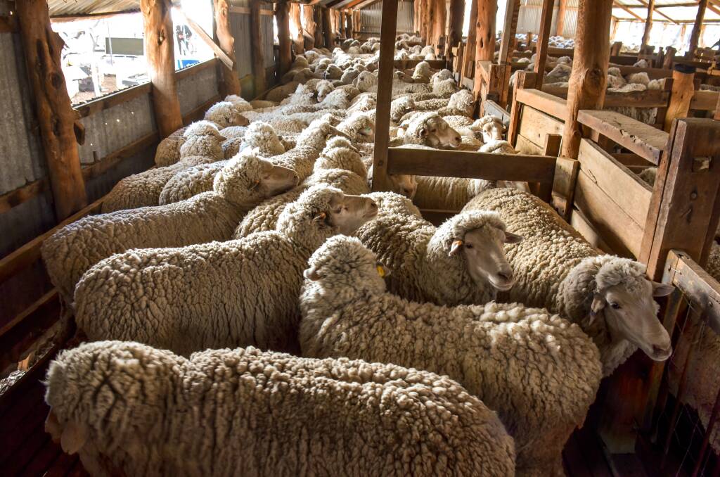 The wool and to a wider extent the sheep market is still in a fragile space as coronavirus (COVID-19) grips global economies.