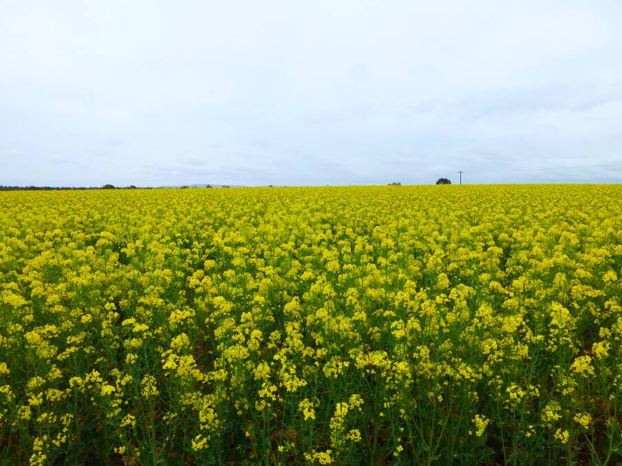 Stored sub soil moisture was a vital part of the success of this canola crop last spring.