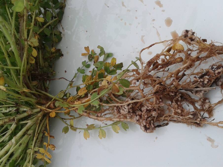 Healthy rhizobia nodules on summer sown hard seeded legumes. Their summer survival requires Alosca pellets with their ability to protect rhizobia over hot summer pre-germination conditions.