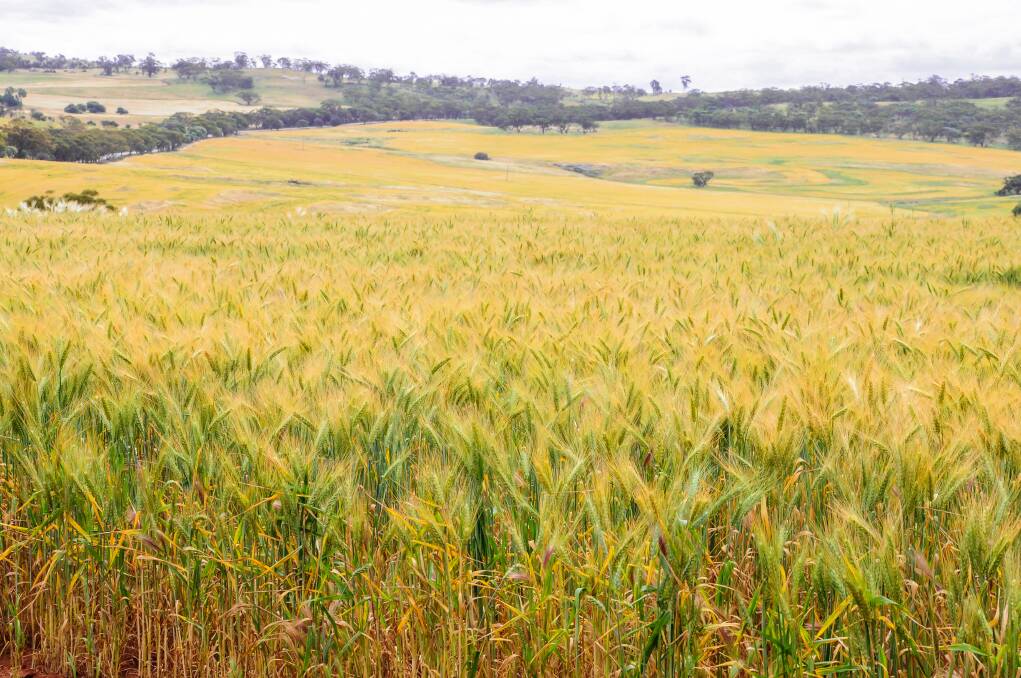 Barley is becoming an increasingly difficult commodity to market at present, with the offers significantly outweighing the bid side of the equation.