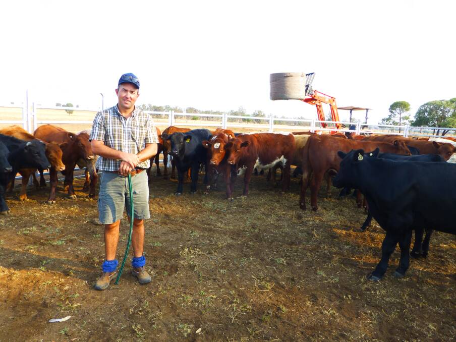 Gunnedah livestock agent and farmer Rob Galton, checks steers for market during the drought. Quality marketing advice is an important part of drought management.