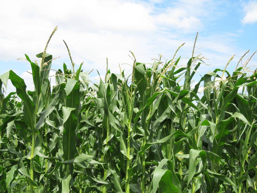 The United States Department of Agriculture shocked almost everyone when they barely reduced corn planted hectares despite the slowest planting pace on record.