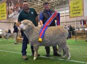 Greg Alcock, Greenland stud, with his fine wool August shorn Poll Merino ram being sashed by judge Jeremy King, WA.