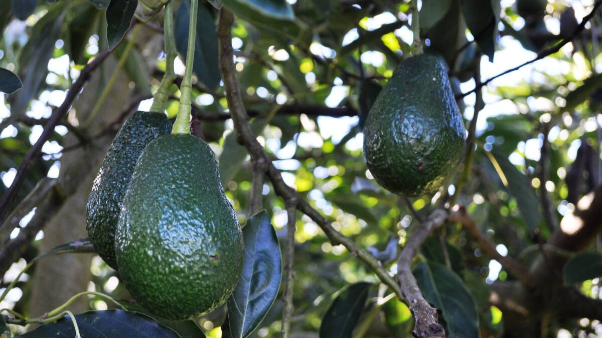 IN DEMAND: Sales of Australian avocados are going through the roof on the back of significant health benefits.