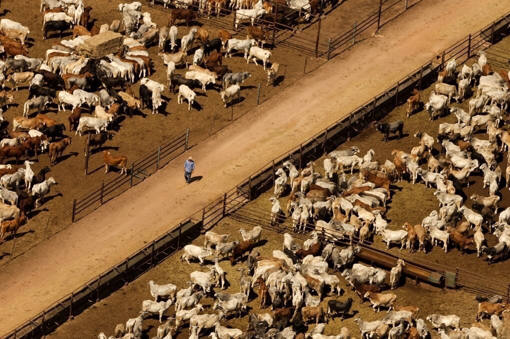 A stockman walks between pens of thousands of head of cattle left stranded in Northern Territory feedlots after the then-Federal Government placed a ban on the live export trade in 2011.