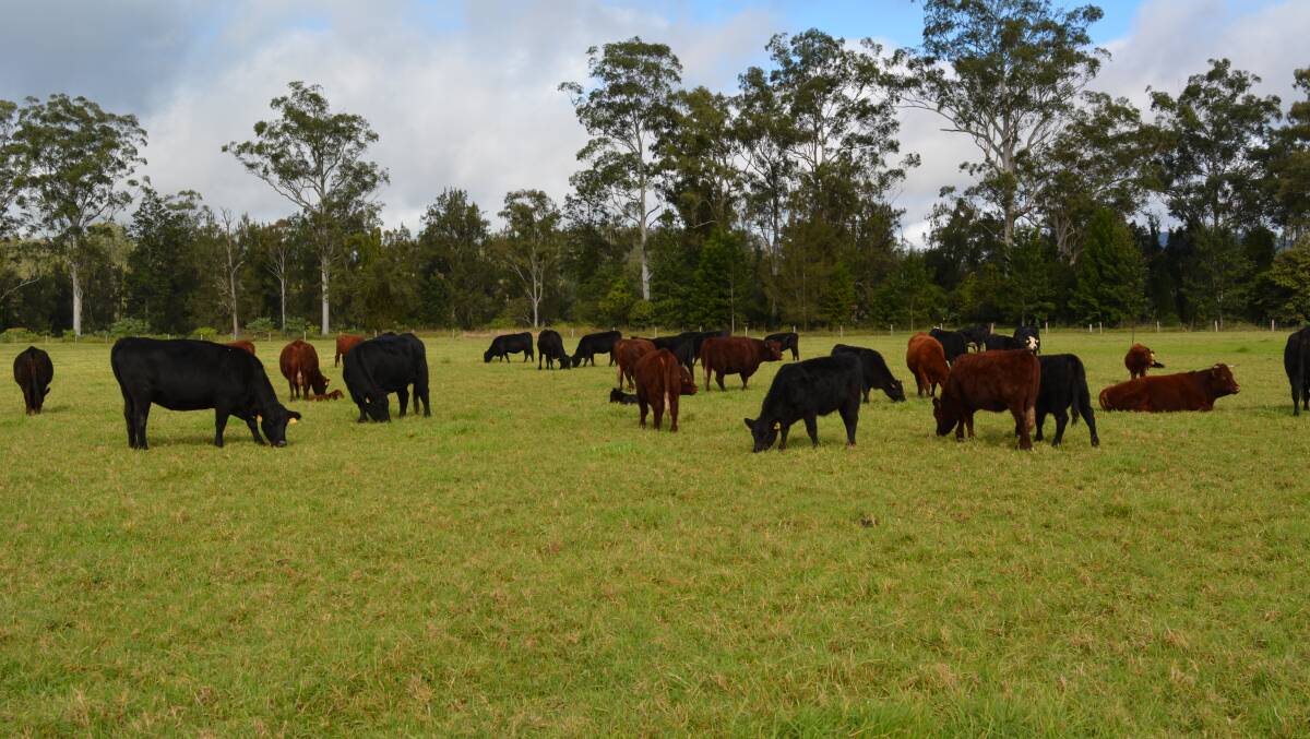 Gillett cattle grazing west of Kyogle.