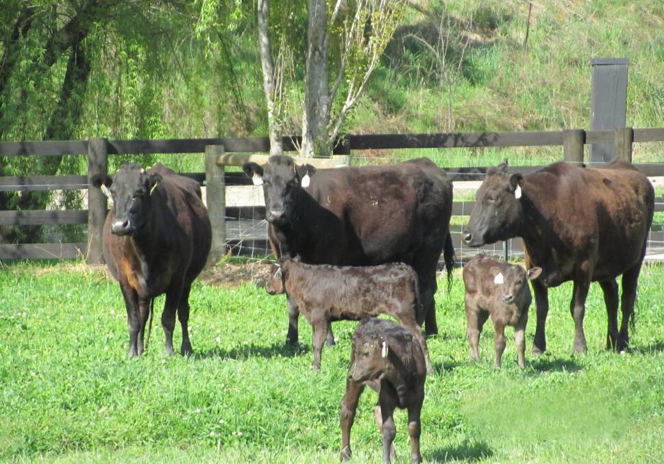 FULLY TRACEABLE: Blackmore cows and calves country in Victoria.
