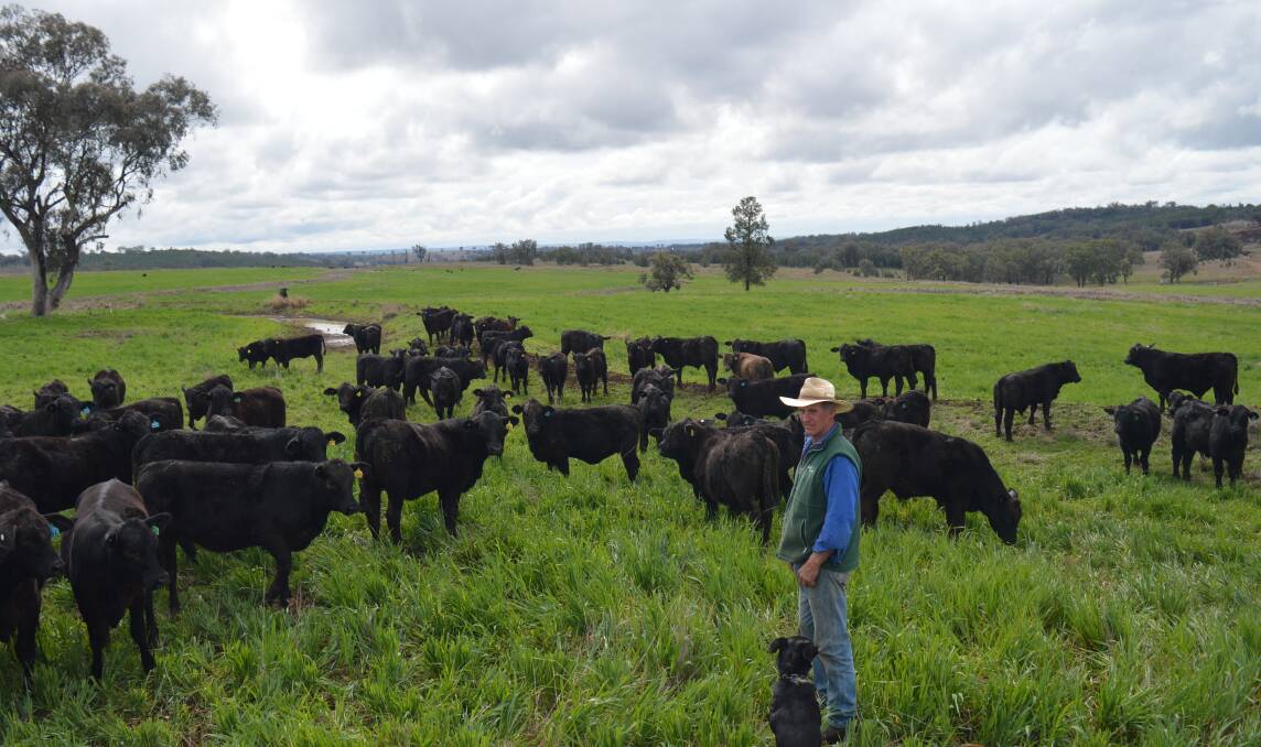 Delungra feeder steer producer Trevor Jorgensen with Brangus weaners on oats. The Jorgensens have opted to sell a small number lighter to take advantage of the good prices on offer but take the majority through summer.