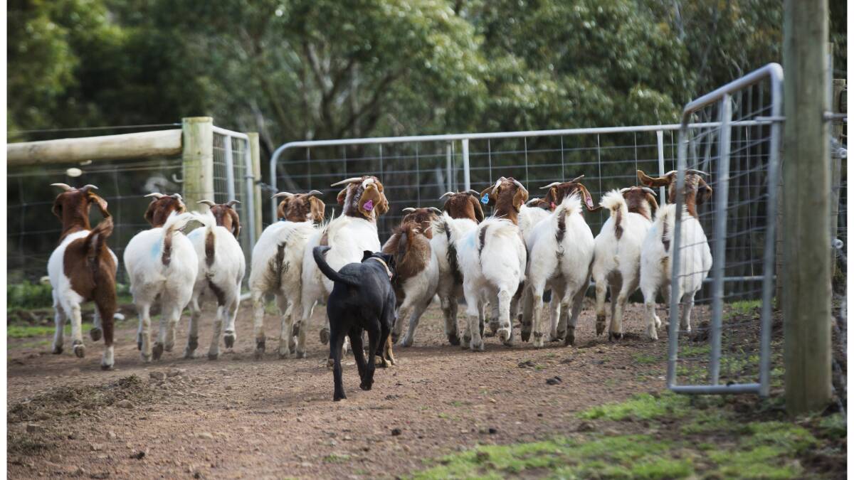 Predictions are the goat price surge will prompt a shift towards farming in Australia.