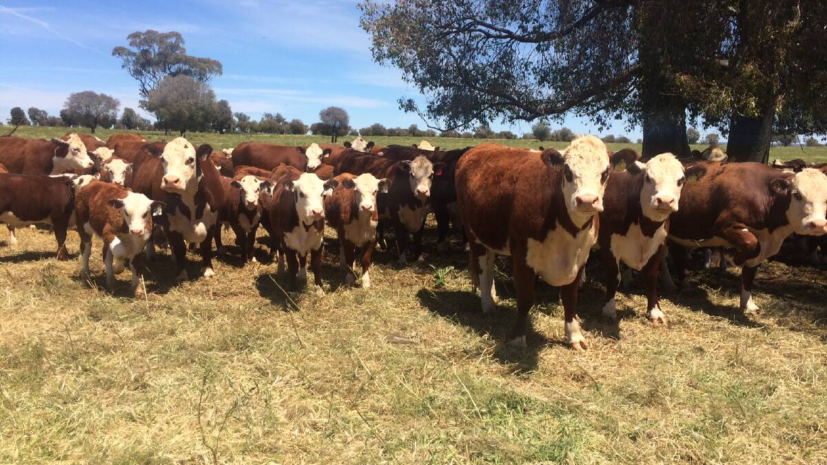 Poll Herefords at “Kurrajong Park” on the Liverpool Plains.