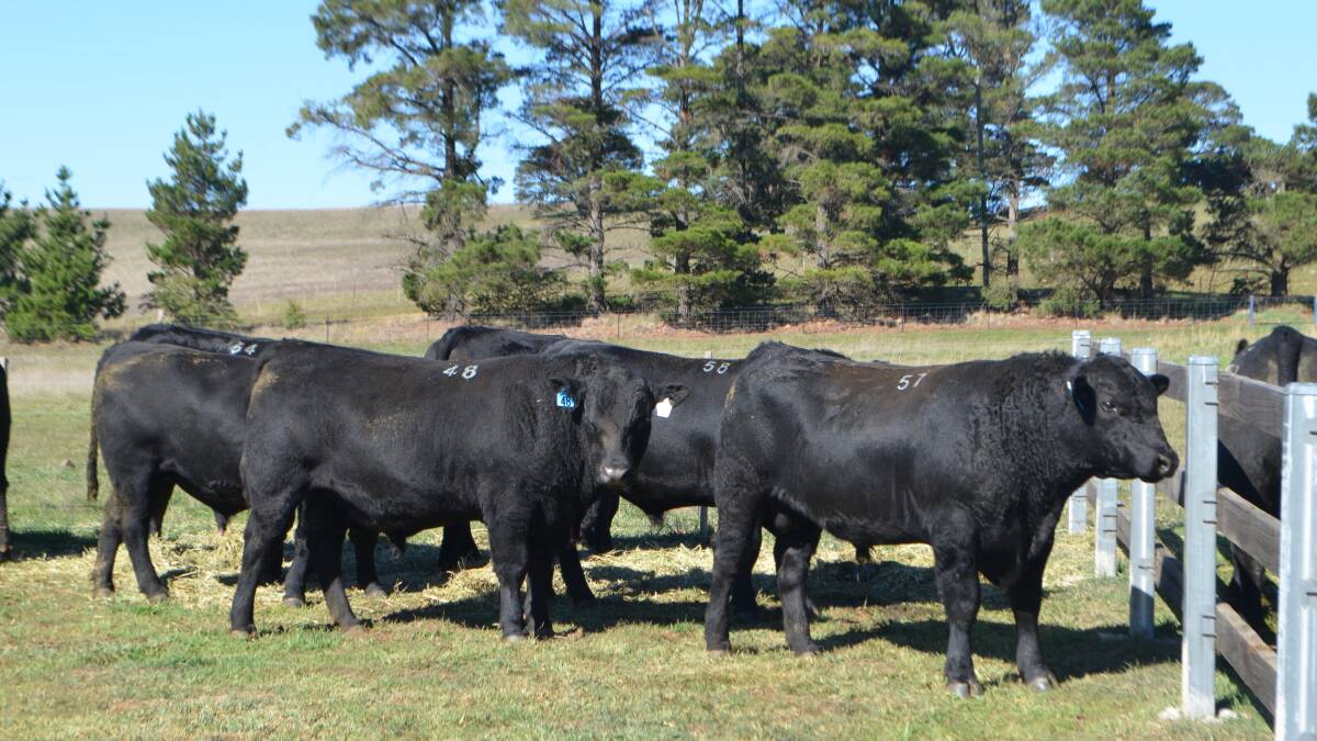 Angus launches innovative genetics selection tool