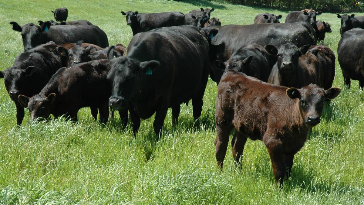 Protecting your herd from pestivirus is about risk management based on knowing how the virus functions, according to the experts.