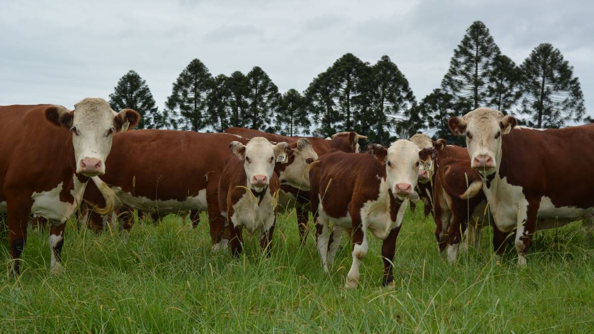 Board spill at Herefords Australia on the cards
