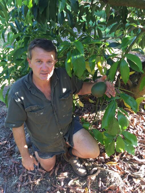 OPTIMISTIC: Southern Queensland avocado grower Daryl Boardman says very good export potential looms via Asia.