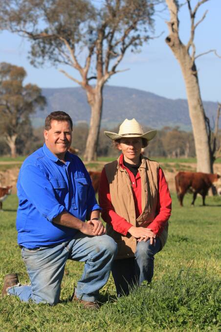 Southern NSW seedstock producers Ian and Diana Locke, Wirruna Poll Herefords at Holbrook, scan both bulls and heifers.