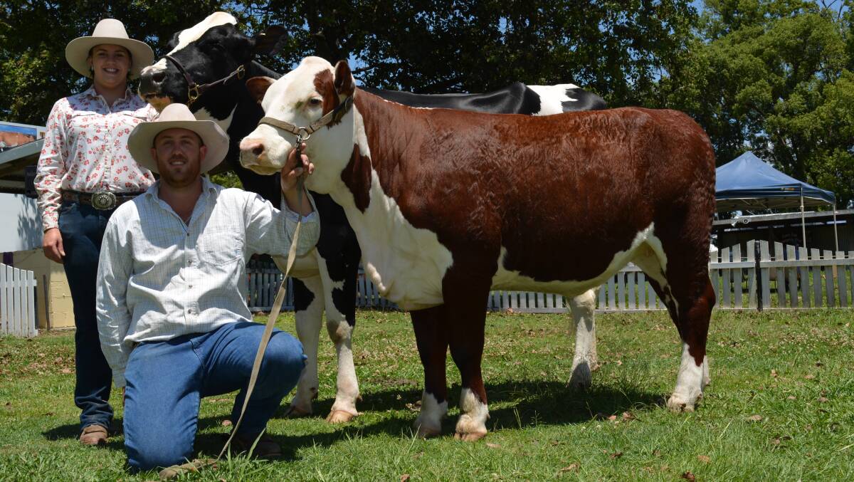 Megan and Brendan Shearer with their dairy and beef exhibits: the Supreme Holstein of the 2015 Murwillumbah Show Diamond Park Contender Daisy and the Poll Hereford heifer Kanimbla May K060, which finished second in her class.