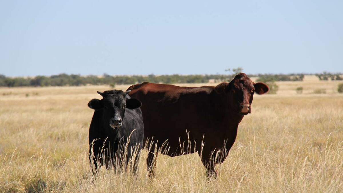 An AACo cow and Wagyu calf.