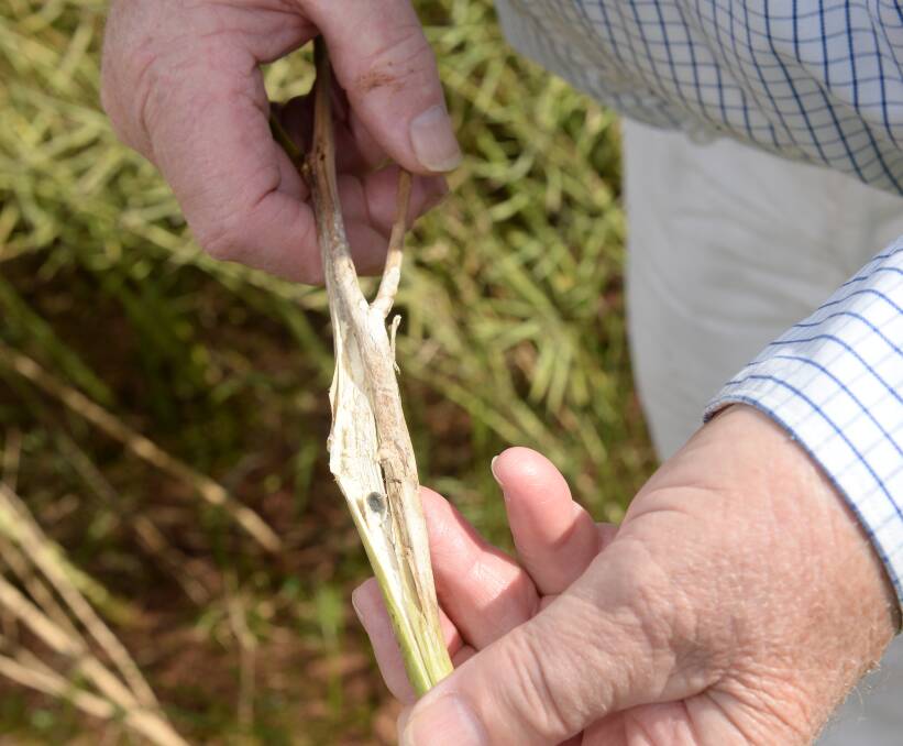 Stem canker Sclerotinia cuts off the root system from seed pods on the top canopy and nutrients can't move up to fill, so the plant withers. Sclerotinia, black leg and upper canopy black leg have affected many crops in the Lachlan Valley.