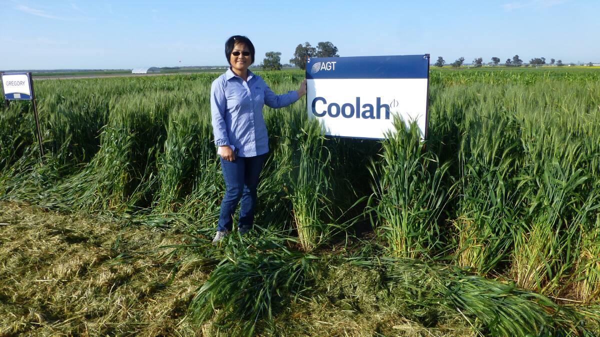 AGT Narrabri-based wheat breeder Dr Meiqin Lu with Coolah. In the last few years a number of new wheat varieties have significantly lifted wheat yields and quality, along with having better disease resistance.

