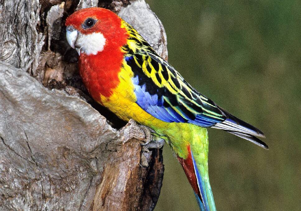 The eastern Rosella is one of the bird species set to benefit from the Cowra tree-planting project initiated through Landcare. Photo JOHN COOPER