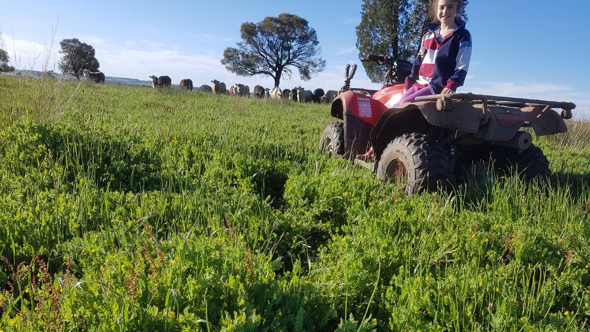A spring view of a well-sown serradella establishment (with Rebecca Anderson). Timely sowing commonly means ensuring seed of species and varieties required are obtained well ahead of sowing. 