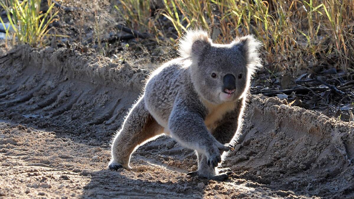 Koalas and many more treasures are still under threat because of the proposed Shenhua coal mine, says Susan Lyle.