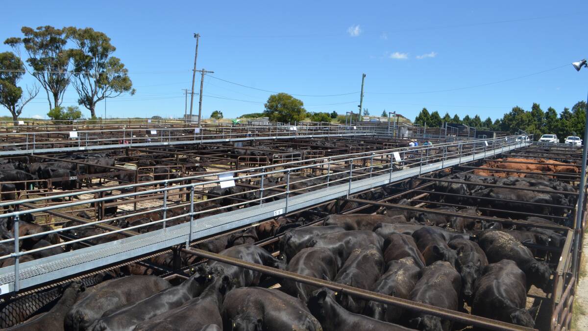 Cattle are penned for Goulburn's feature sale in November last year. Two-year-old cows with September-drop calves sold to a top of $2750.