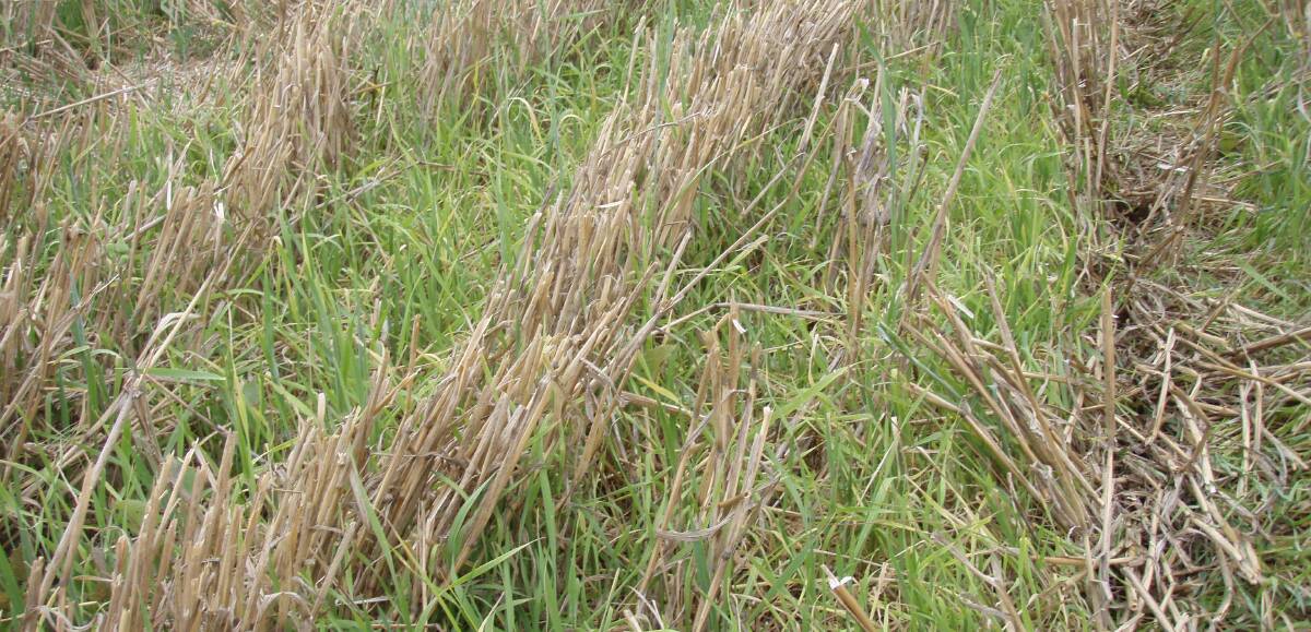 With weed resistance to glyphosate becoming more common, strategies to improve fallow weed control become more critical. A better knowledge of individual weed behaviour and strategies to drive down seed banks is critical. 