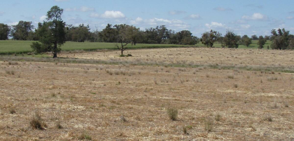 Stored soil moisture, more effective weed control and higher nitrogen availability are consequences of effective fallowing. Glyphosate was used on this paddock mid spring.