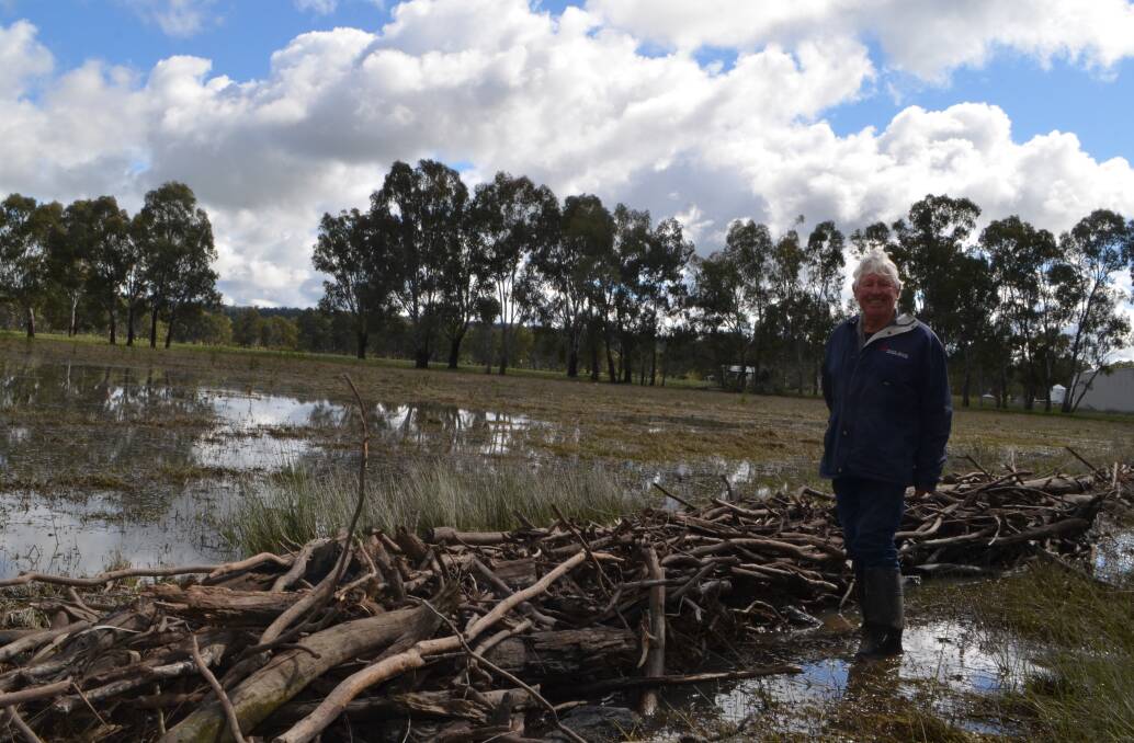 Brian Powell, "Yamba Angus", Narrandera, stands in one of his flood-ravaged paddocks. He has lost 35 kilometres of fence line and almost 200 hectares of oats sown for hay. 